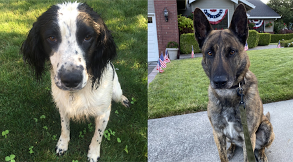 Medford Police K-9 team partnered with the CNCA to safely train and certify K-9’s and handling officers in fentanyl detection