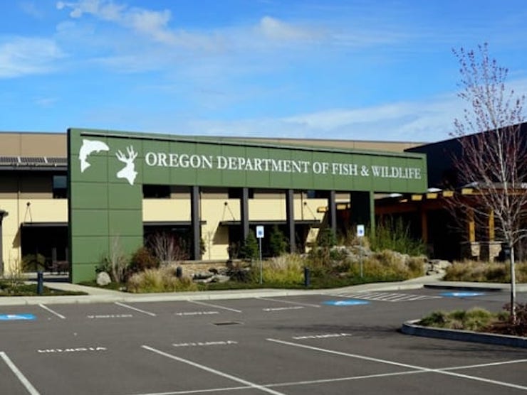 Oregon and Washington Fishery Managers Set 2025 Sturgeon Retention Seasons for Columbia River