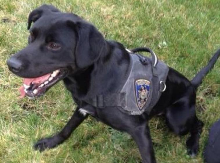 Medford Police Department officials celebrated K9 Veterans Day by honoring the four-legged heroes