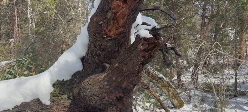 Ashland Struggles to Recover from Winter Storm Damage, Parks Remain Closed
