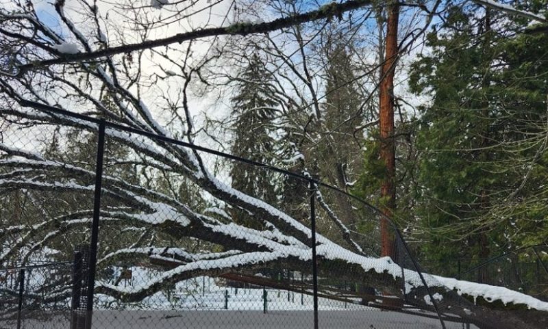 City Parks Slowly Reopen After Storm Closures
