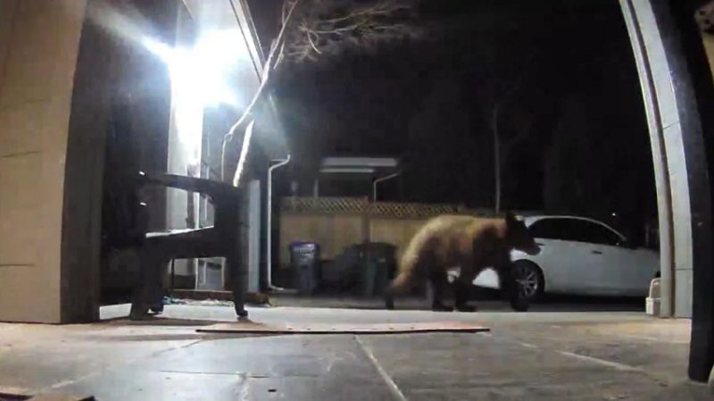 Wildlife Sightings Increase in Ashland: Bear and Cub Spotted Near Trash Cans