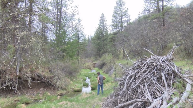 Southern Oregon Expands Wildlife Protection Efforts with Strategic Land Acquisition