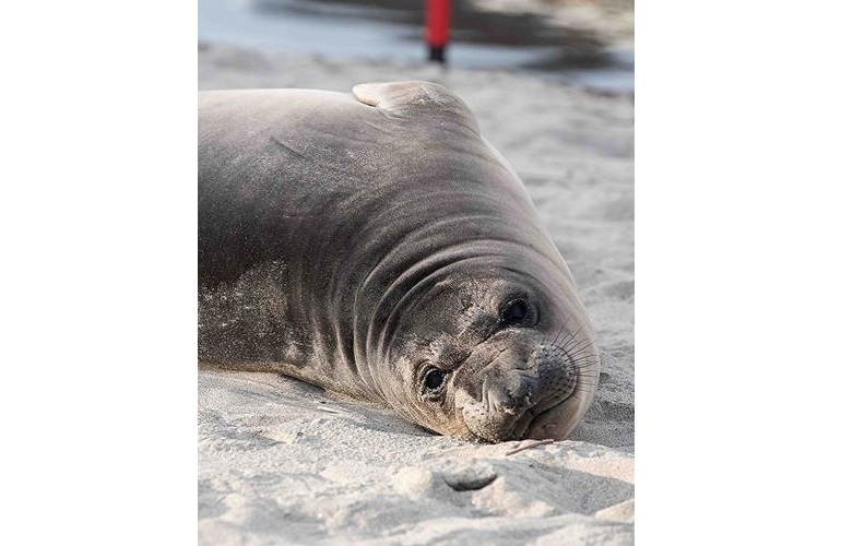 Investigation Underway After Baby Seal Stabbed on Oregon Beach